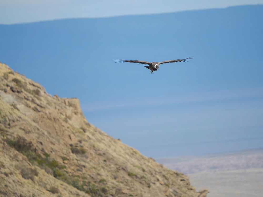 Andean condor female, in Patagonia. South America, Chile, Magallanes. art print by Martin Zwick for $57.95 CAD
