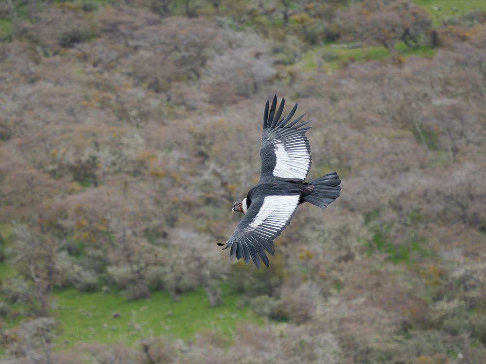 Andean condor male in Patagonia. South America, Chile, Magallanes. art print by Martin Zwick for $57.95 CAD
