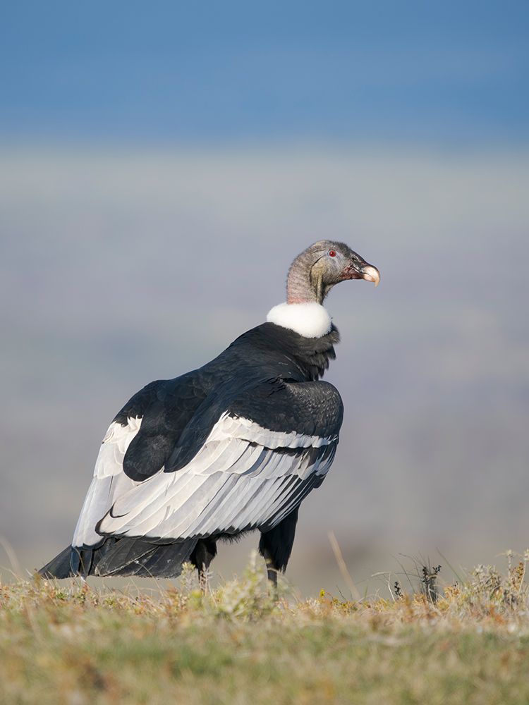 Female Andean condor in Patagonia. Chile, Magallanes. art print by Martin Zwick for $57.95 CAD