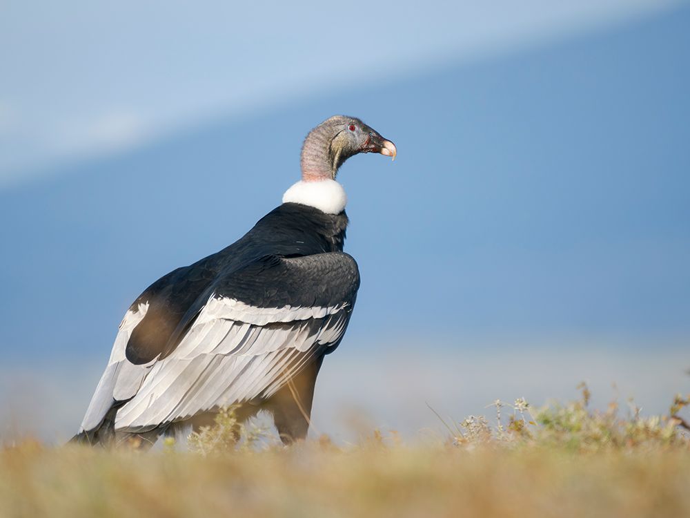 Female Andean condor in Patagonia. Chile, Magallanes. art print by Martin Zwick for $57.95 CAD