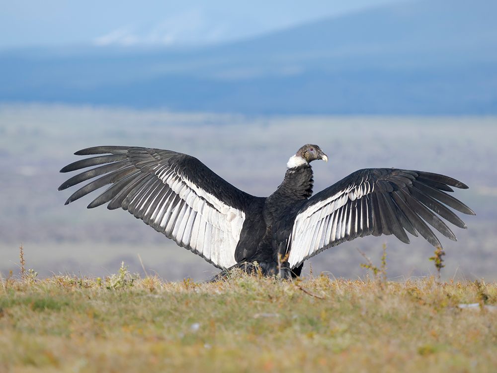 Female Andean condor in Patagonia. Chile, Magallanes. art print by Martin Zwick for $57.95 CAD