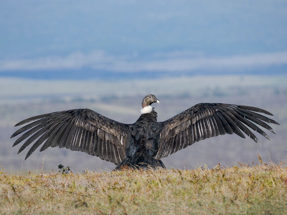 Immature female Andean condor in Patagonia. Chile, Magallanes. art print by Martin Zwick for $57.95 CAD