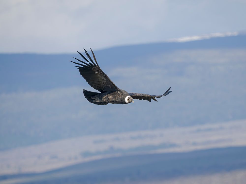 Female Andean condor in Patagonia. Chile, Magallanes. art print by Martin Zwick for $57.95 CAD