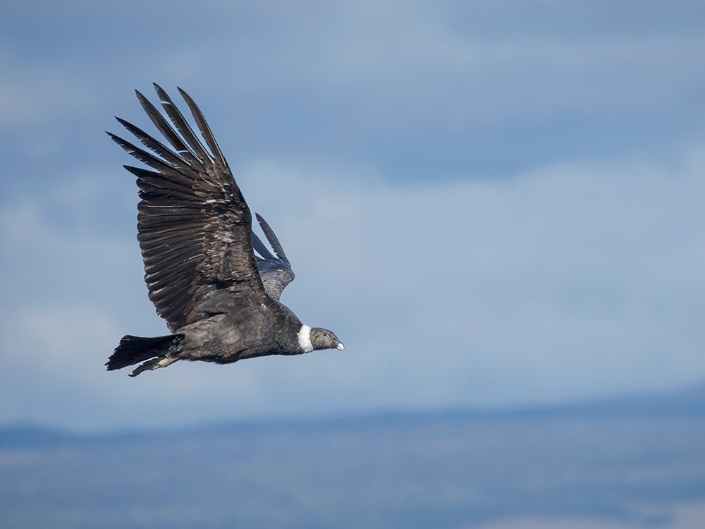 Female Andean condor in Patagonia. Chile, Magallanes. art print by Martin Zwick for $57.95 CAD