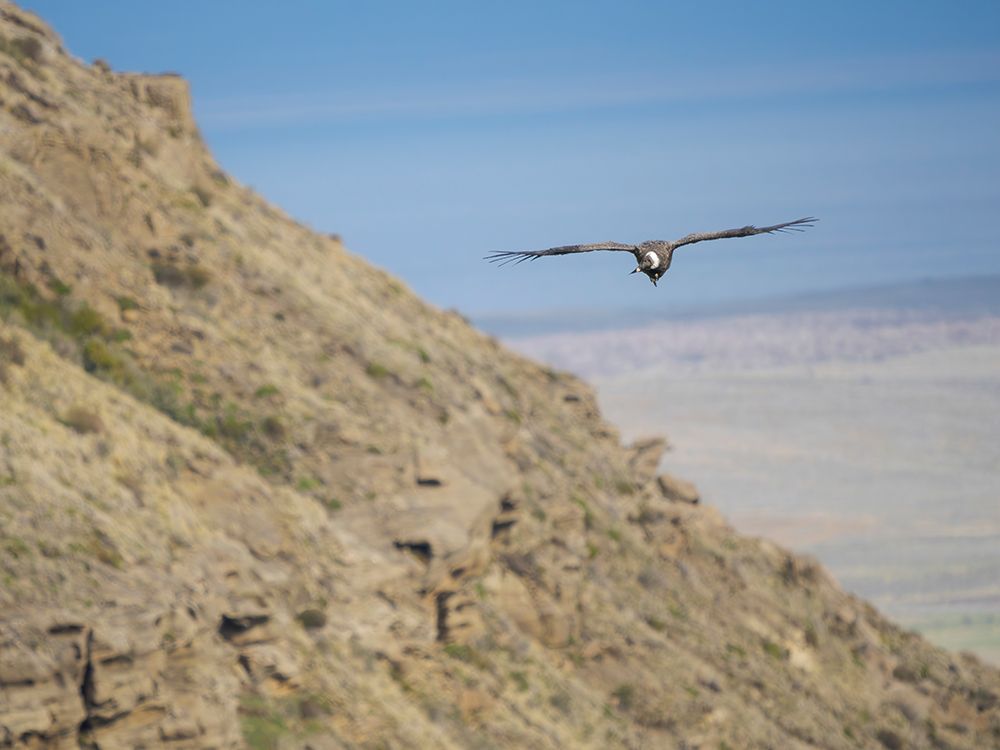 Female Andean condor in Patagonia. Chile, Magallanes. art print by Martin Zwick for $57.95 CAD