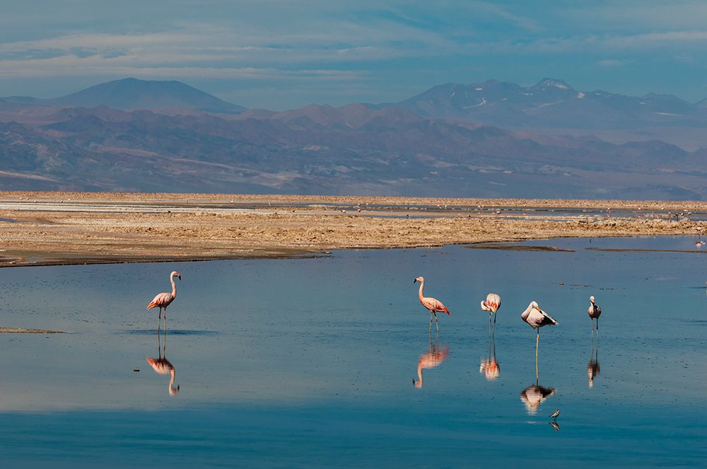 Chilean flamingos-resting and grooming in Chaxa lagoon Atacama Desert-Antofagasta Region-Chile art print by Sergio Pitamitz for $57.95 CAD