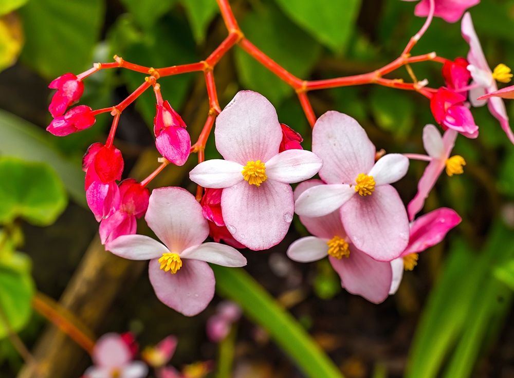 Pink flowering Begonia-Easter Island-Chile art print by William Perry for $57.95 CAD