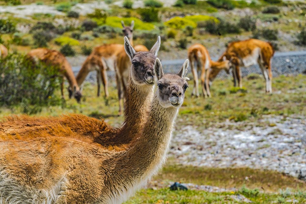 Guanacos wild lamas eating Salt-Atacama Salt Flats-Torres del Paine National Park-Patagonia-Chile art print by William Perry for $57.95 CAD