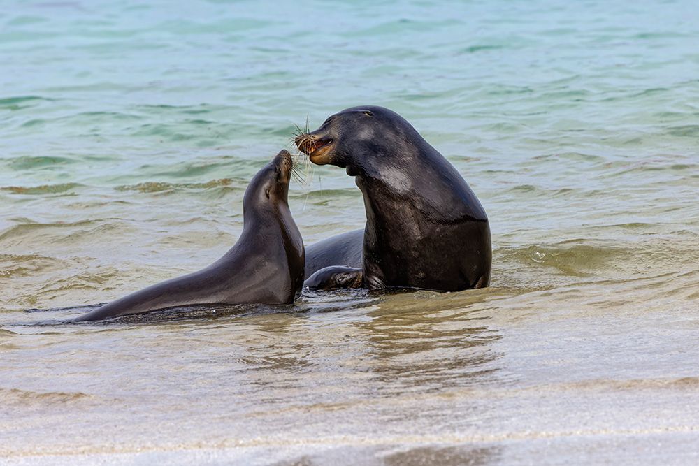 Male and female Galapagos sea lions-San Cristobal Island-Galapagos Islands-Ecuador art print by Adam Jones for $57.95 CAD