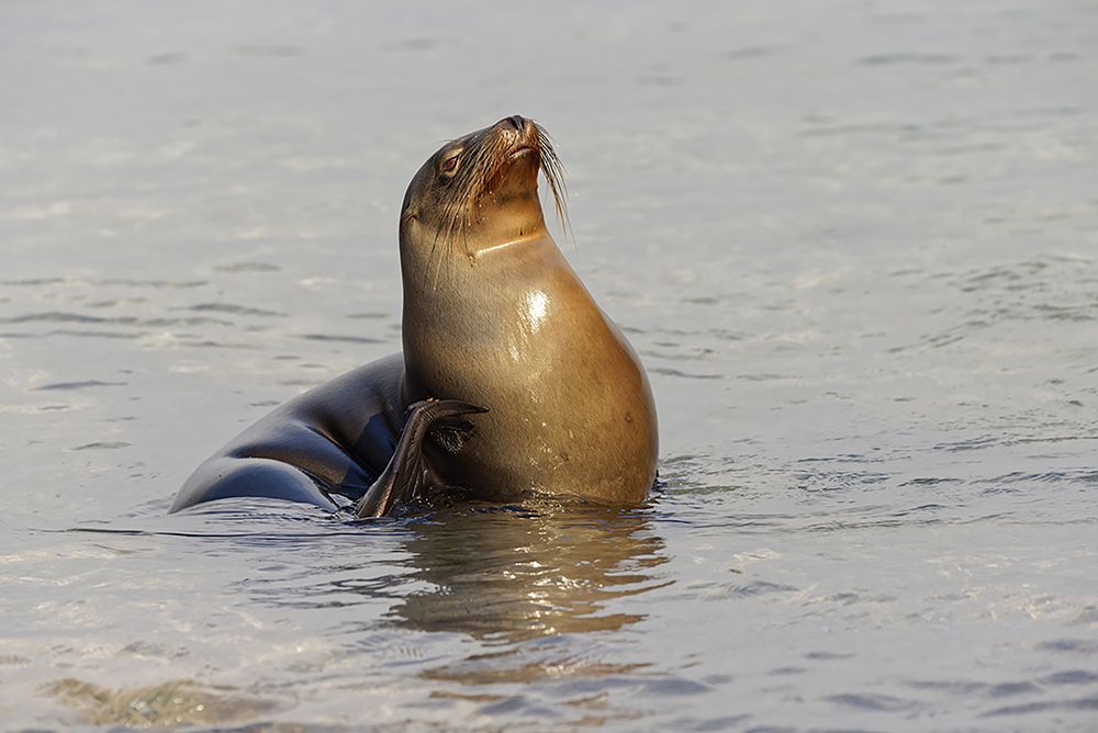 Galapagos sea lion-San Cristobal Island-Galapagos Islands-Ecuador art print by Adam Jones for $57.95 CAD