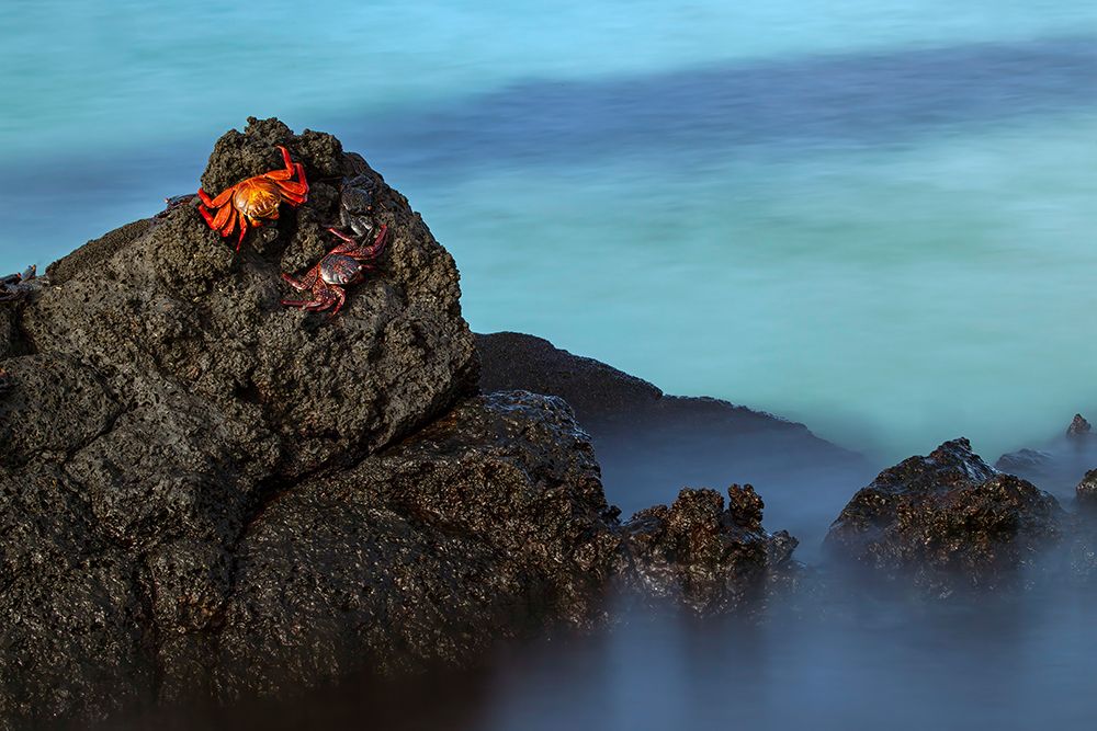 Sally lightfoot crab San Cristobal Island-Galapagos Islands-Ecuador art print by Adam Jones for $57.95 CAD