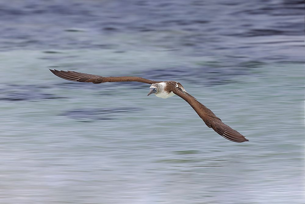 Blue-footed booby diving for fish-San Cristobal Island-Galapagos Islands-Ecuador art print by Adam Jones for $57.95 CAD