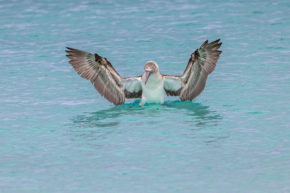 Blue-footed booby diving for fish-San Cristobal Island-Galapagos Islands-Ecuador art print by Adam Jones for $57.95 CAD