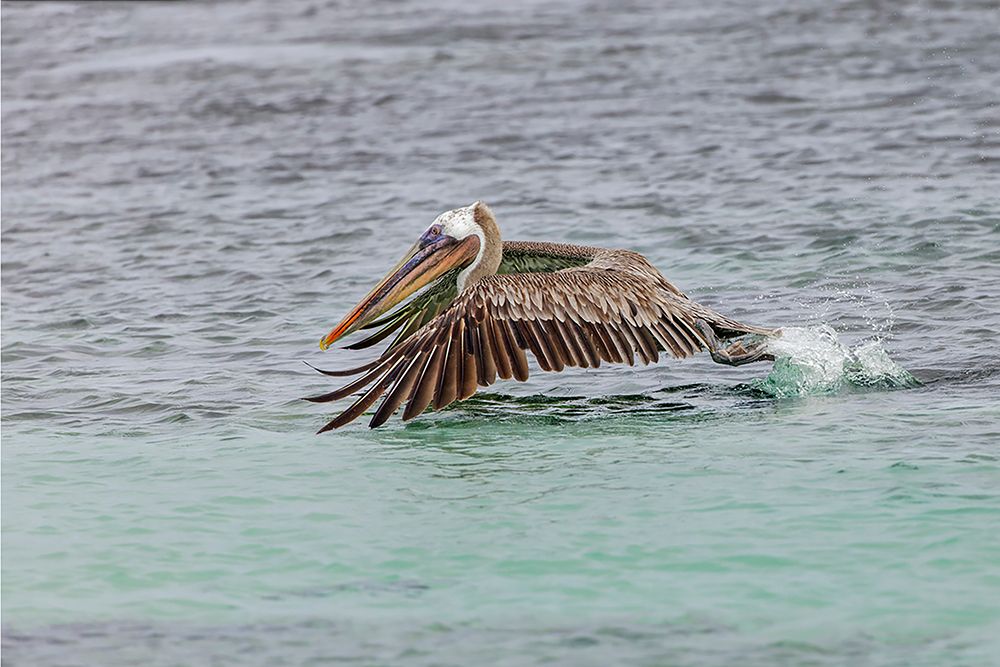 Brown pelican taking off from water-San Cristobal Island-Galapagos Islands-Ecuador art print by Adam Jones for $57.95 CAD