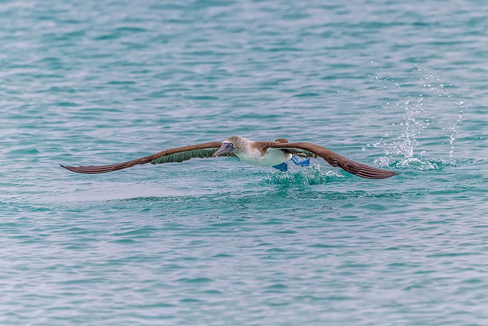 Blue-footed booby diving for fish-San Cristobal Island-Galapagos Islands-Ecuador art print by Adam Jones for $57.95 CAD