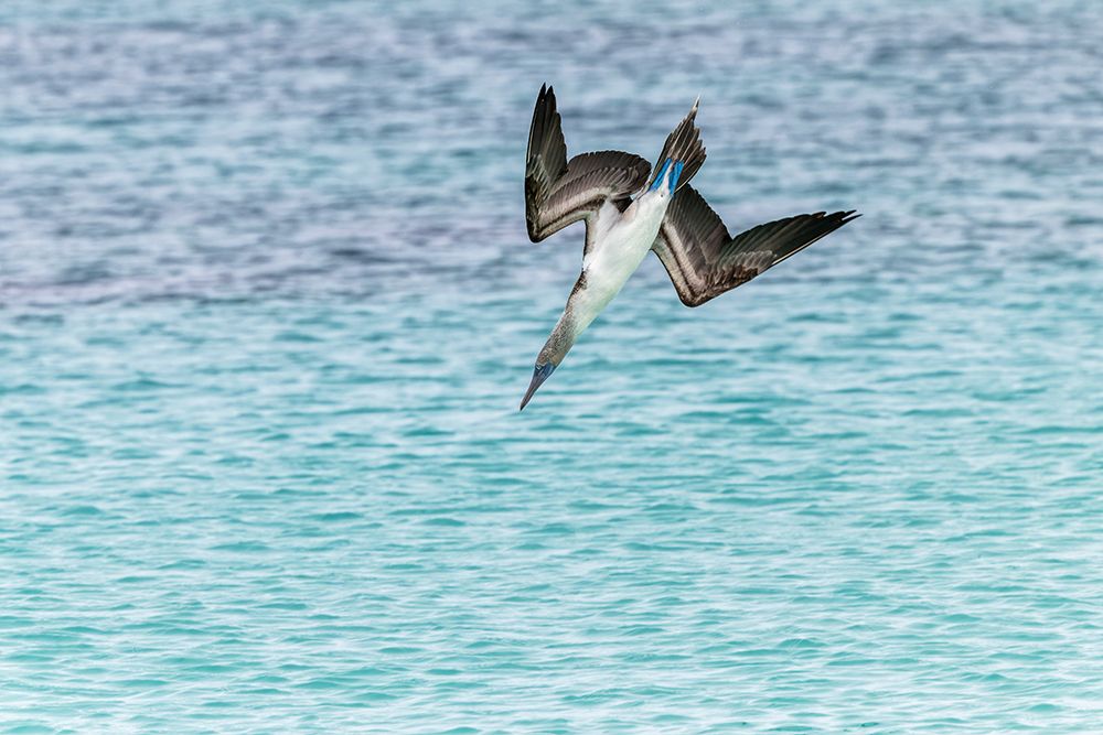 Blue-footed booby diving for fish-San Cristobal Island-Galapagos Islands-Ecuador art print by Adam Jones for $57.95 CAD