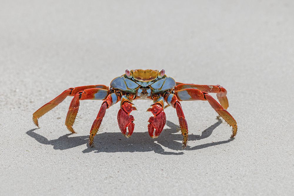 Sally lightfoot crab on white sandy beach San Cristobal Island-Galapagos Islands-Ecuador art print by Adam Jones for $57.95 CAD