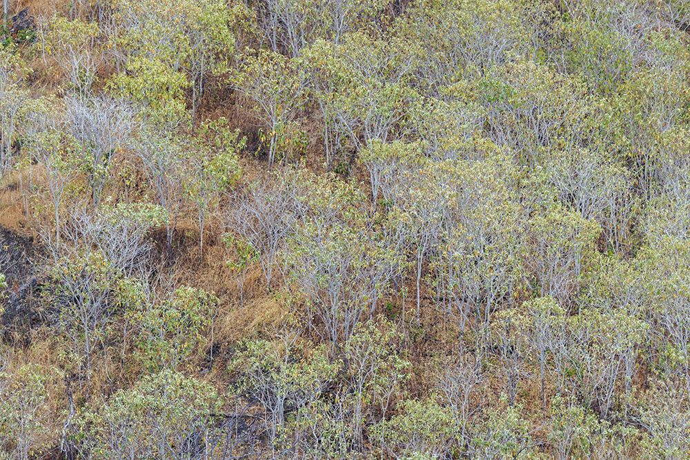 Hillside of palo Santo trees San Cristobal Island-Galapagos Islands-Ecuador art print by Adam Jones for $57.95 CAD