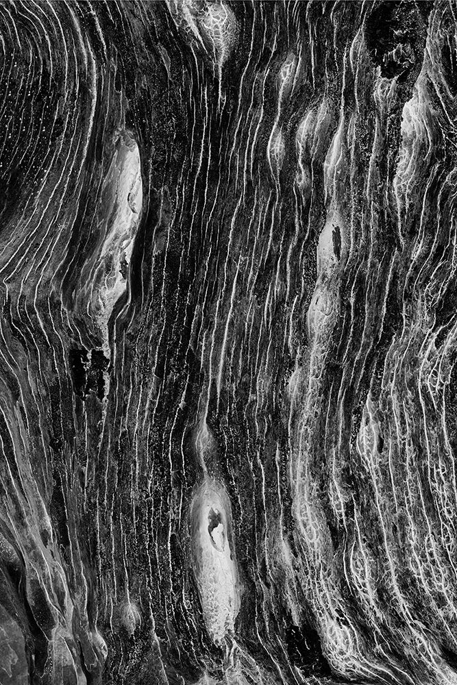 Pattern in dead tree-San Cristobal Island-Galapagos Islands-Ecuador art print by Adam Jones for $57.95 CAD