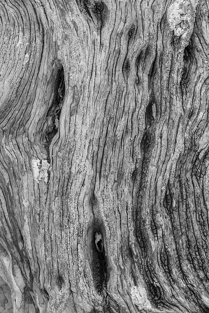 Pattern in dead tree-San Cristobal Island-Galapagos Islands-Ecuador art print by Adam Jones for $57.95 CAD