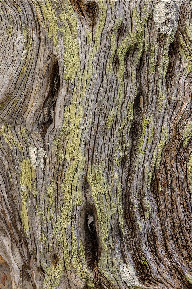 Pattern in dead tree-San Cristobal Island-Galapagos Islands-Ecuador art print by Adam Jones for $57.95 CAD