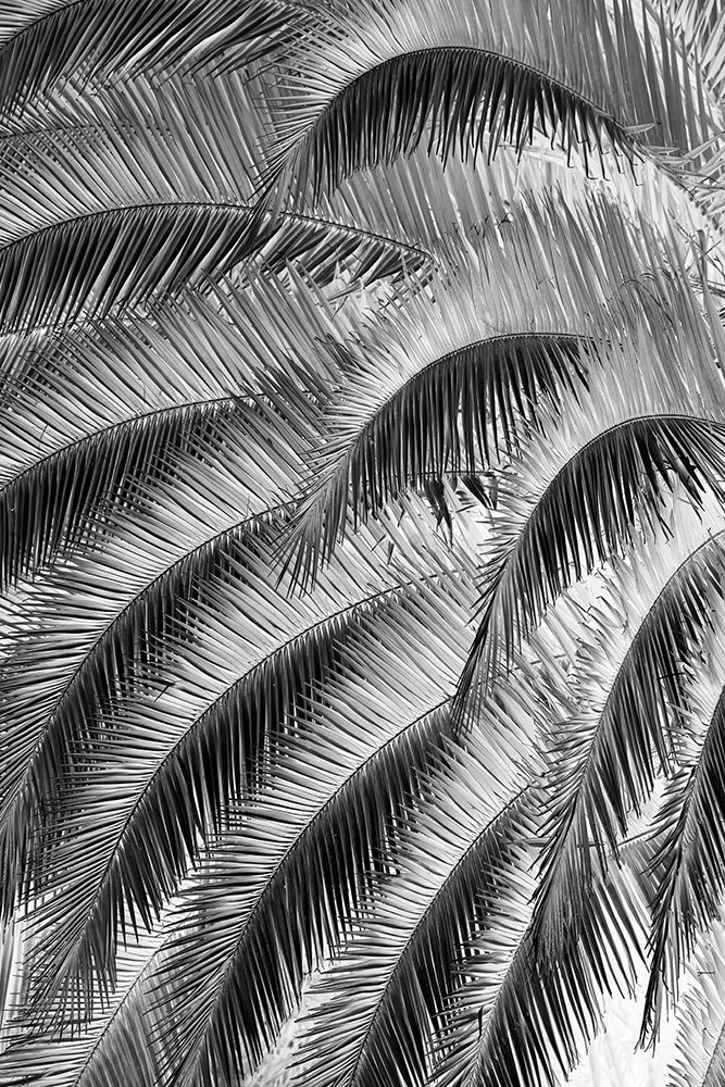 Black and White Pattern in branches of palm tree-Quito-Ecuador art print by Adam Jones for $57.95 CAD