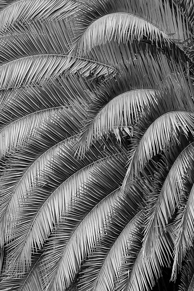 Black and White Pattern in branches of palm tree-Quito-Ecuador art print by Adam Jones for $57.95 CAD