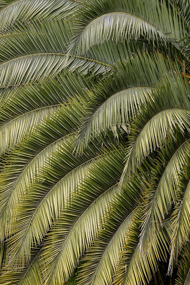 Pattern in branches of palm tree-Quito-Ecuador art print by Adam Jones for $57.95 CAD
