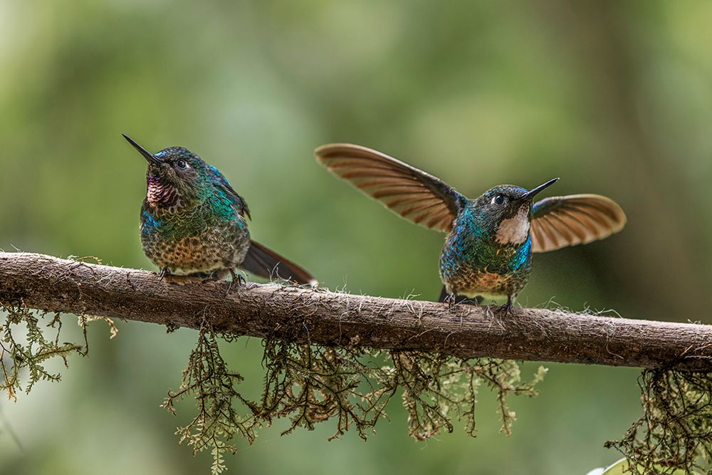Pair of Green-crowned brilliant-Ecuador art print by Adam Jones for $57.95 CAD