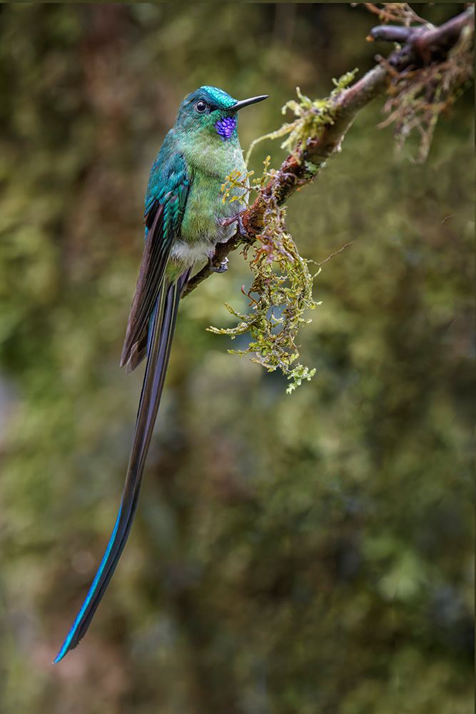 Long-tailed sylph-Ecuador art print by Adam Jones for $57.95 CAD