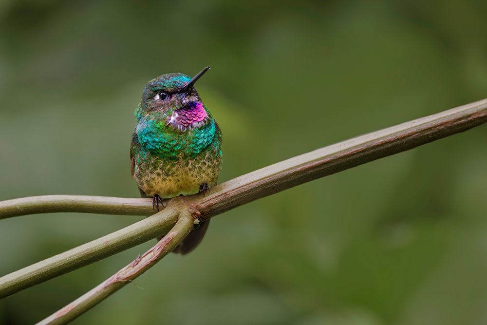 Amethyst-throated Sunangel Ecuador art print by Adam Jones for $57.95 CAD