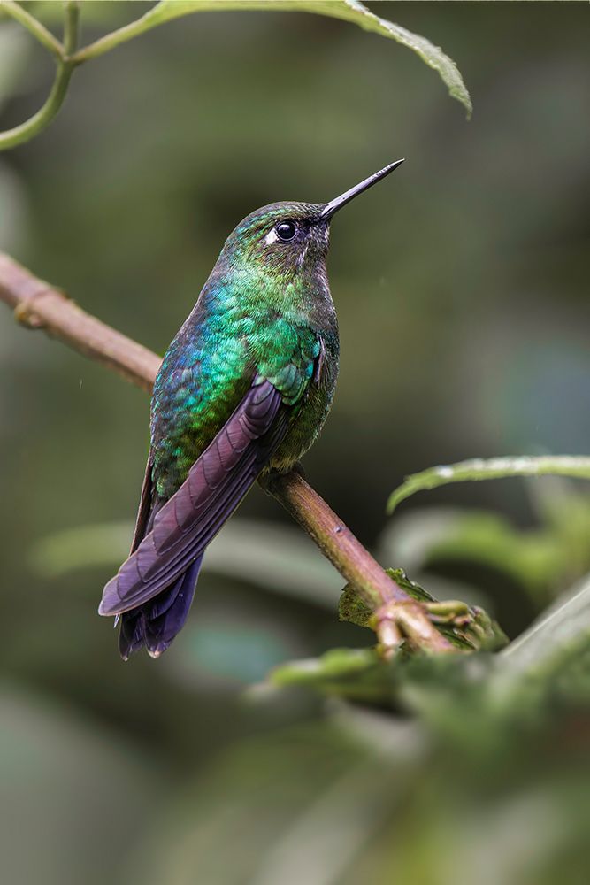 Green-crowned brilliant-Ecuador art print by Adam Jones for $57.95 CAD