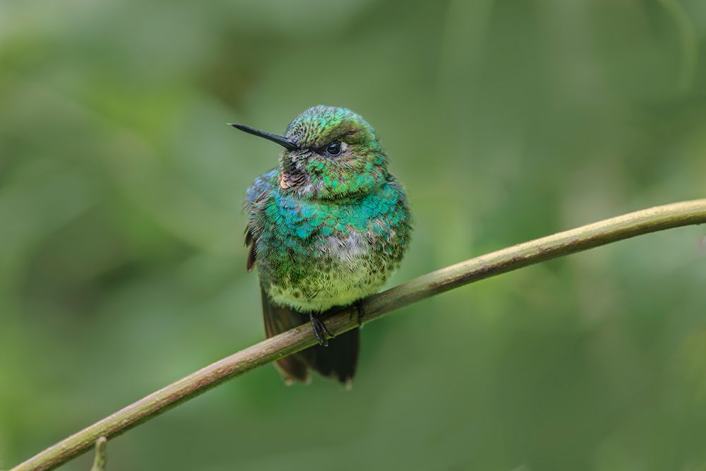 Green-crowned brilliant-Ecuador art print by Adam Jones for $57.95 CAD