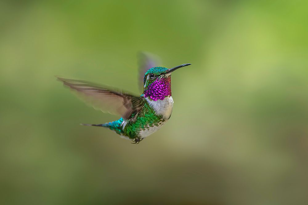 White-bellied woodstar flying-Ecuador art print by Adam Jones for $57.95 CAD