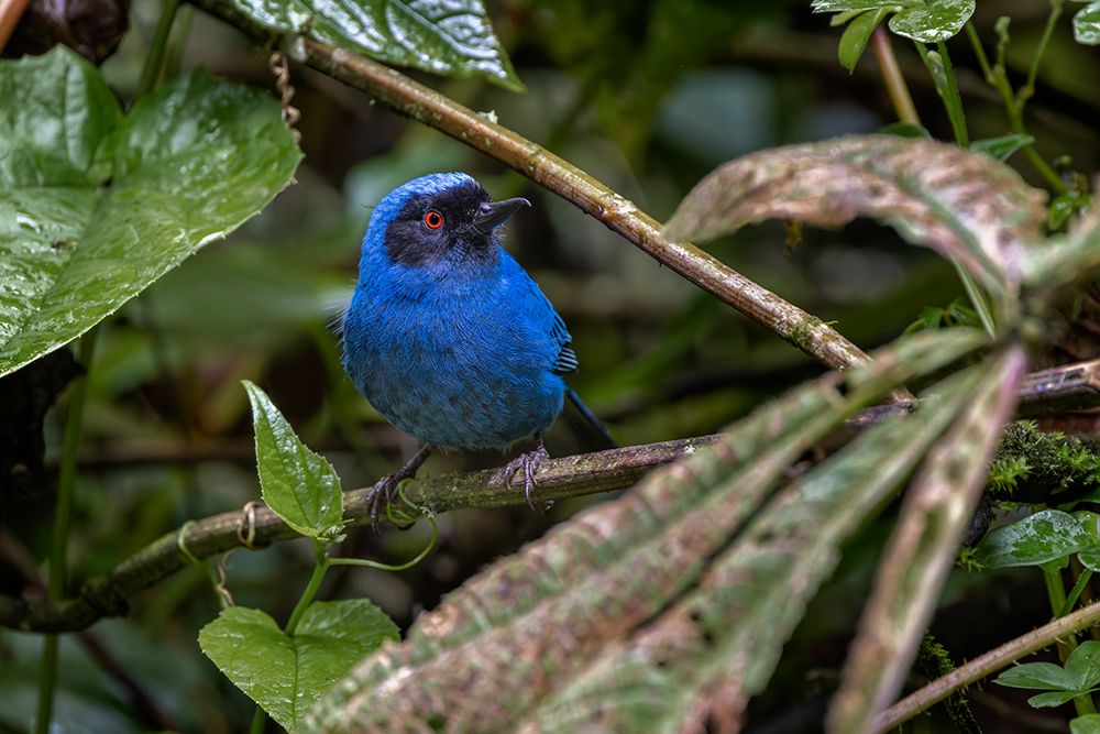 Masked flowerpiercer-Ecuador art print by Adam Jones for $57.95 CAD