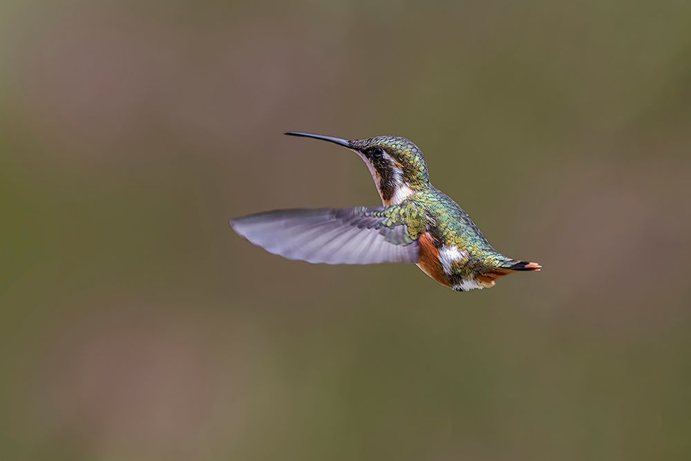 Female Purple-throated Woodstar-Ecuador art print by Adam Jones for $57.95 CAD