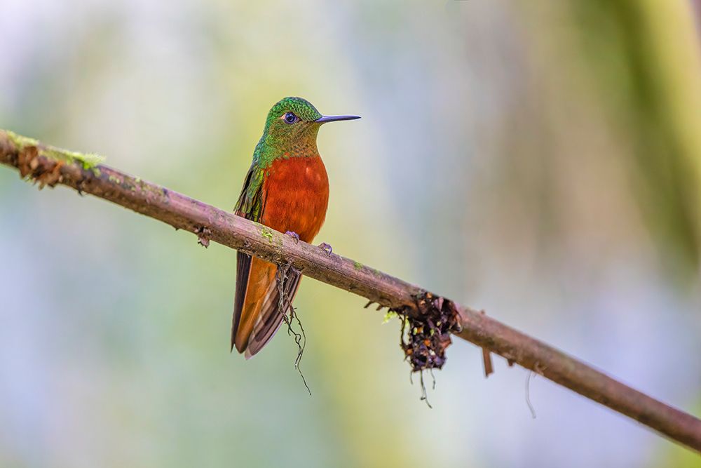 Chestnut-breasted Coronet-Ecuador art print by Adam Jones for $57.95 CAD