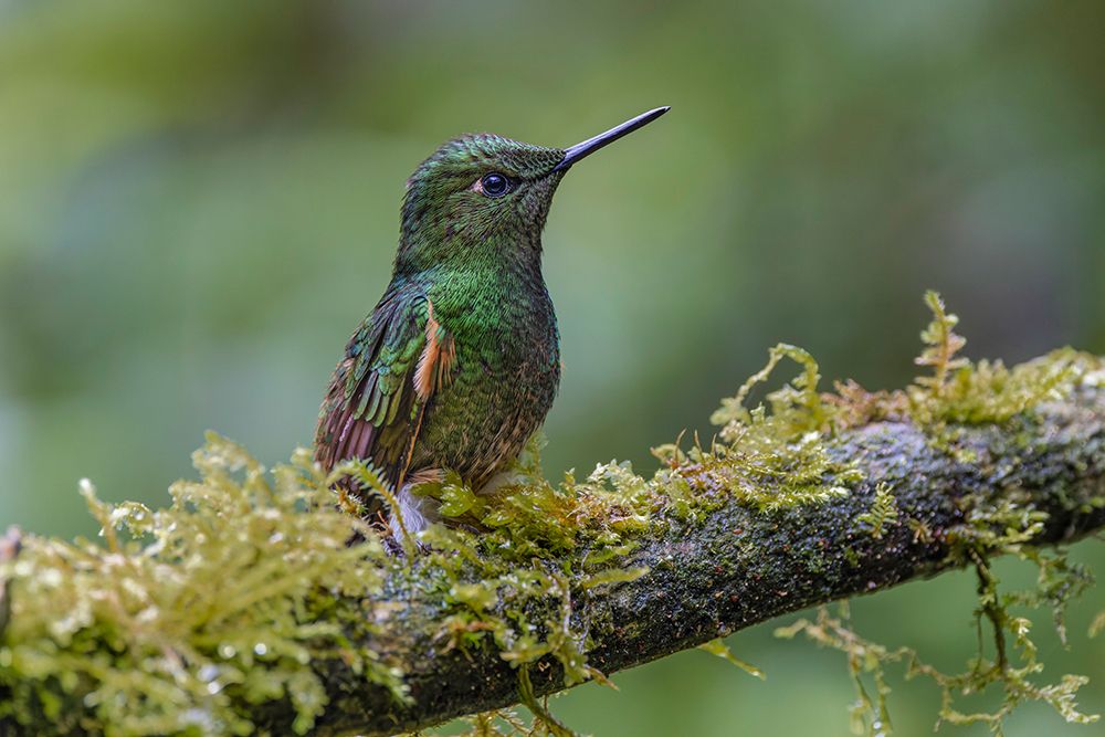 Buff-tailed Coronet-Ecuador art print by Adam Jones for $57.95 CAD