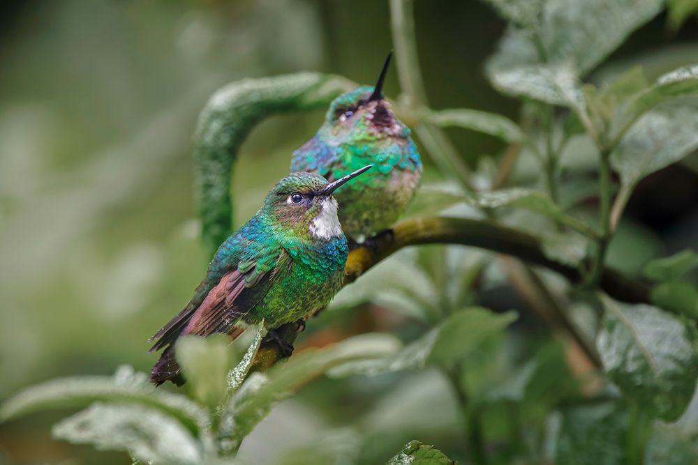 Pair of Green-crowned brilliant-Ecuador art print by Adam Jones for $57.95 CAD