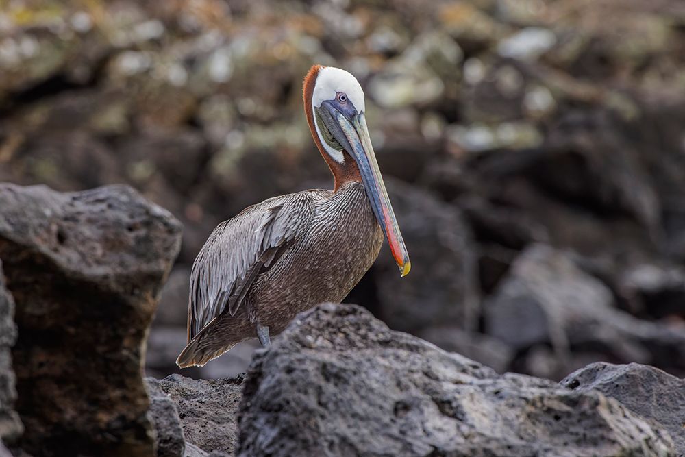 Brown pelican-Espanola Island-Galapagos-Ecuador art print by Adam Jones for $57.95 CAD
