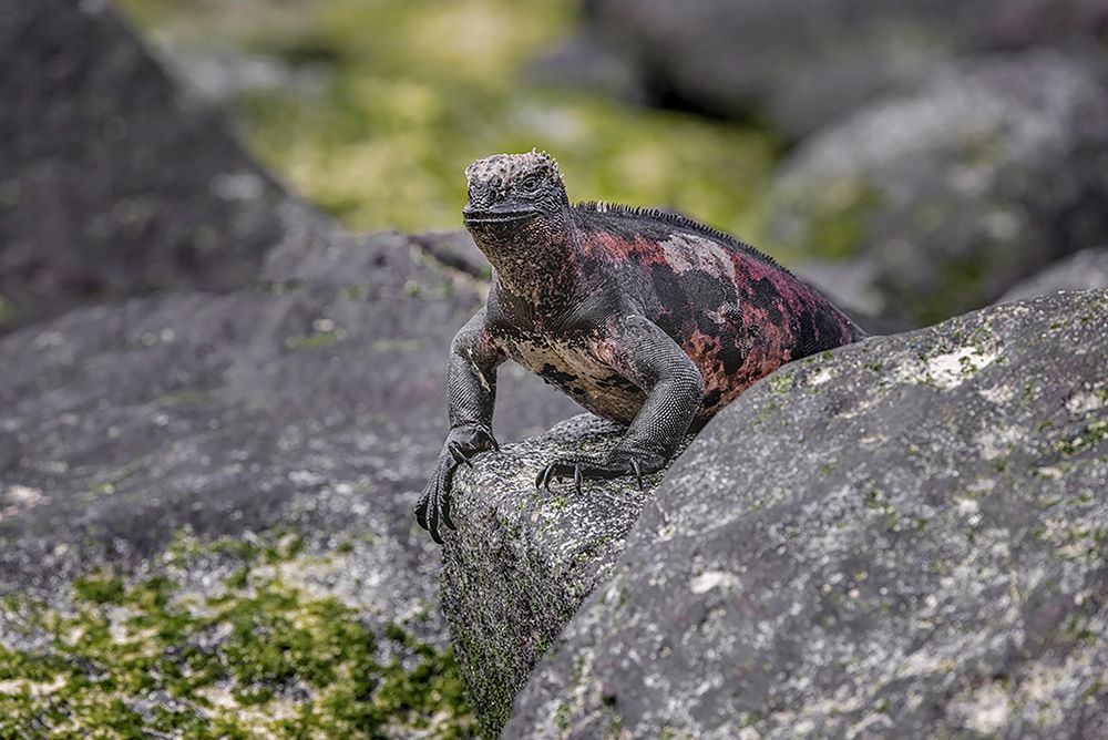 Marine iguana-Espanola Island-Galapagos Islands-Ecuador art print by Adam Jones for $57.95 CAD