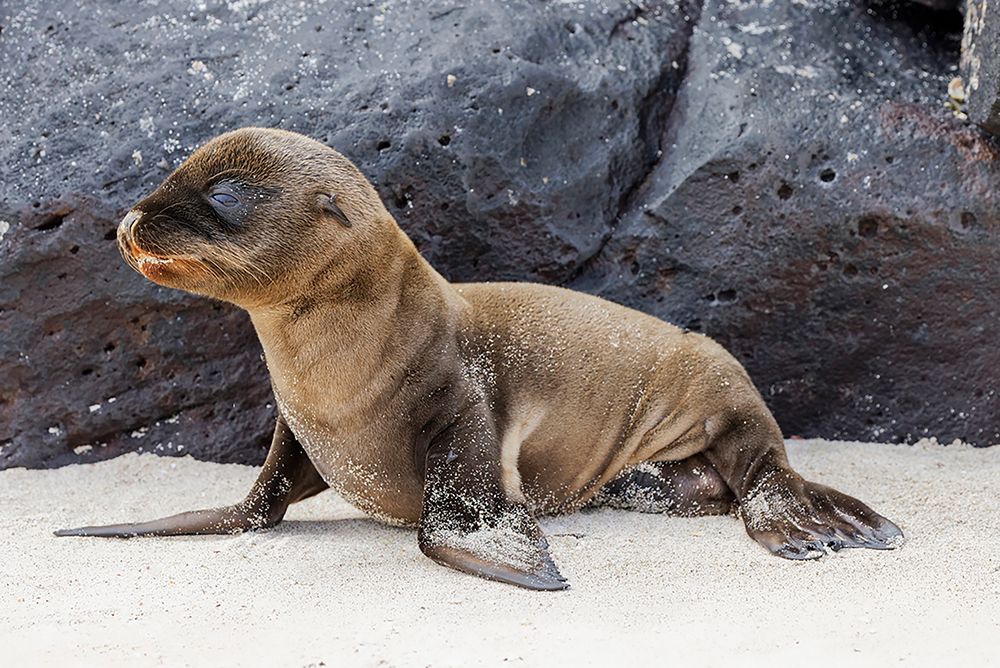Baby Galapagos sealion pup-Espanola Island-Galapagos Islands-Ecuador art print by Adam Jones for $57.95 CAD