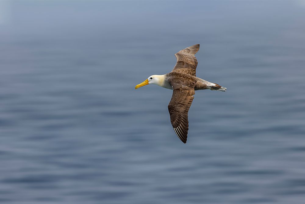 Waved albatross flying-Espanola Island-Galapagos Islands-Ecuador art print by Adam Jones for $57.95 CAD