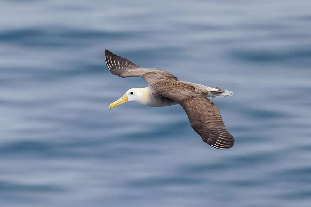 Waved albatross flying-Espanola Island-Galapagos Islands-Ecuador art print by Adam Jones for $57.95 CAD