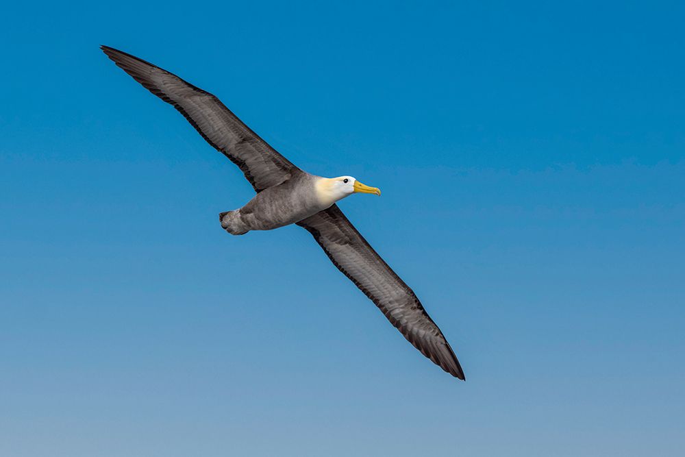 Waved albatross flying-Espanola Island-Galapagos Islands-Ecuador art print by Adam Jones for $57.95 CAD