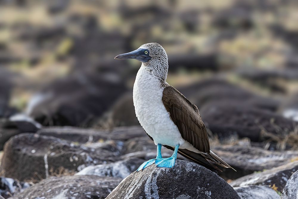 Blue-footed Boobie-Espanola Island-Galapagos Islands-Ecuador art print by Adam Jones for $57.95 CAD