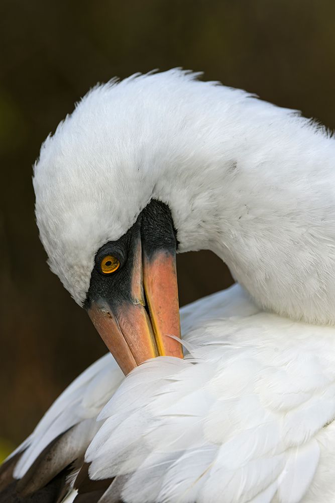 Nazca booby preening feathers-Espanola Island-Galapagos Islands-Ecuador art print by Adam Jones for $57.95 CAD