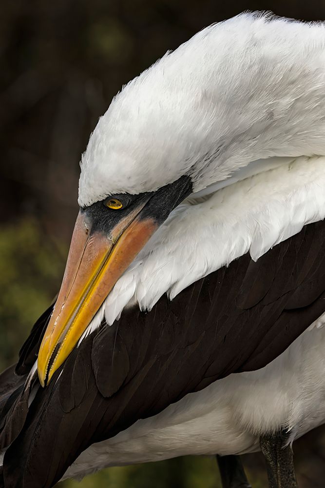 Nazca booby preening feathers-Espanola Island-Galapagos Islands-Ecuador art print by Adam Jones for $57.95 CAD