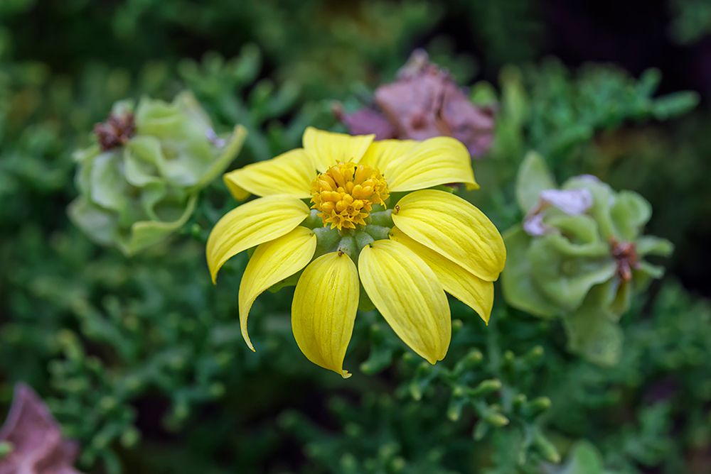 Yellow daisy bush-endemic to Floreana Island-Galapagos Islands-Ecuador art print by Adam Jones for $57.95 CAD
