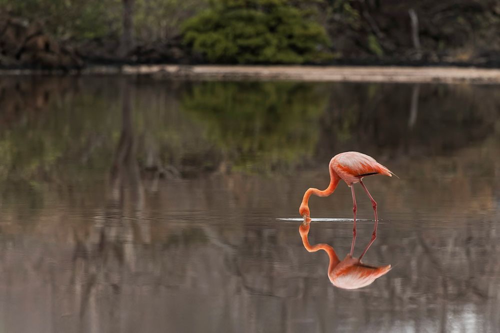 Galapagos Flamingo or Caribbean flamingo-Flamingo Lagoon-Punta Cormorant Floreana Island art print by Adam Jones for $57.95 CAD
